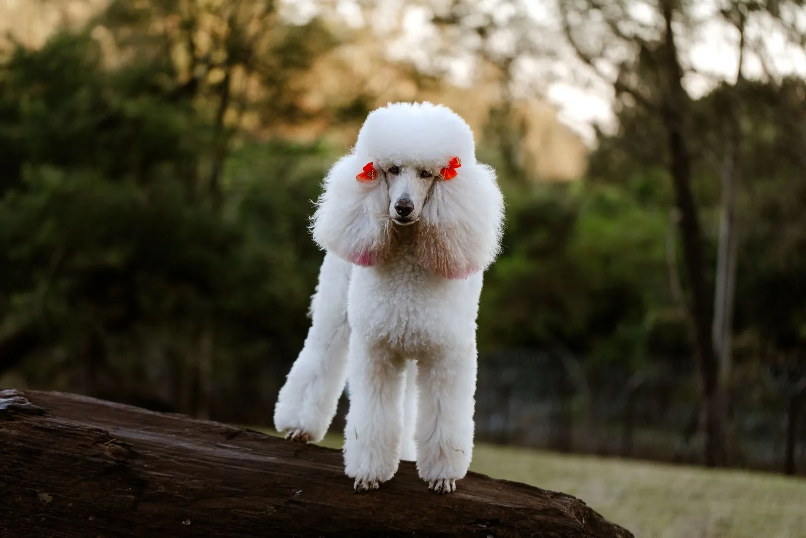 When Does a Curly-Coated Dog Need a Groom?