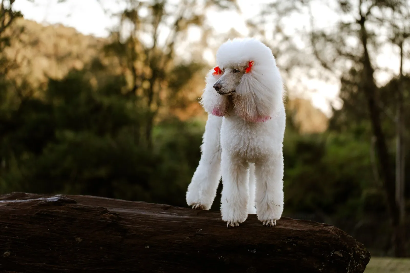 White poodle stands gracefully on a log in a serene outdoor landscape during sunset.